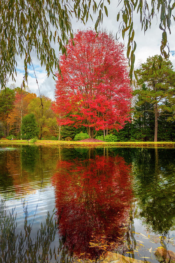 Autumn Red Maple Reflections at the Lake Photograph by Debra and Dave Vanderlaan