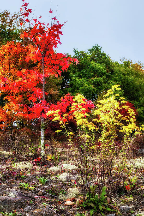 Autumn Red Maple Yellow Goldenrod Photograph by Dan Carmichael