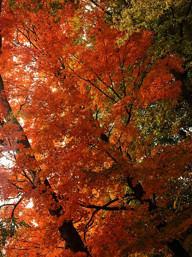 Autumn Red Orange Leaves Photograph