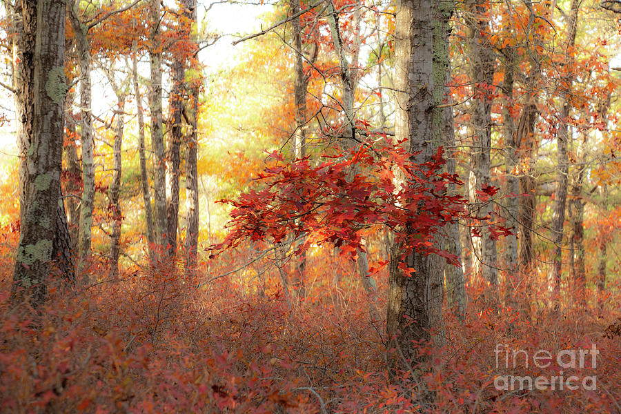 Autumn Red Photograph by Sharon Mayhak