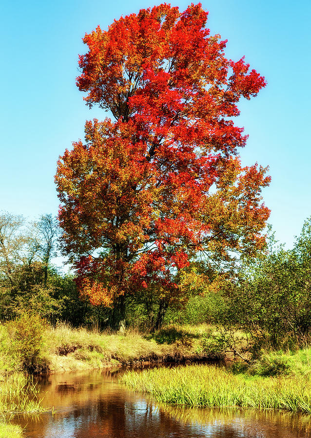 Autumn Red Tree by a Pond Photograph by Dan Carmichael