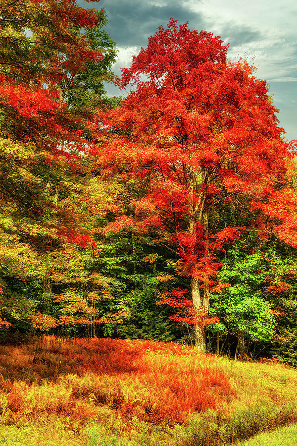 Autumn Red Tree Gold Ferns Photograph by Dan Carmichael