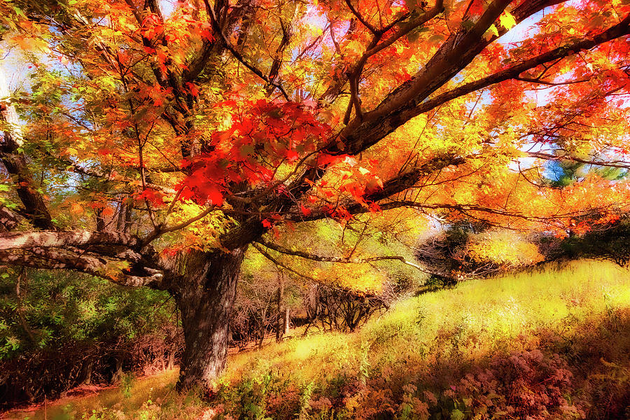 Autumn Red Tree on a Blue Ridge Hill fx Photograph by Dan Carmichael