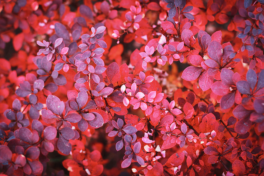 Autumn Red Violet Vibrant Bush Foliage Background Photograph