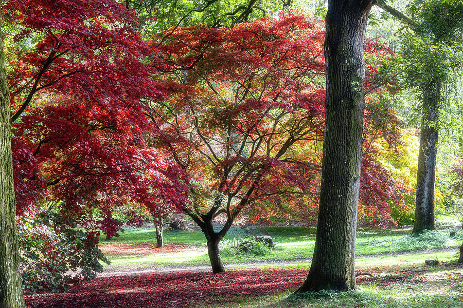 Vibrant Autumn Foliage in a Forest Photograph - Autumn Reds #1 by Shirley Mitchell