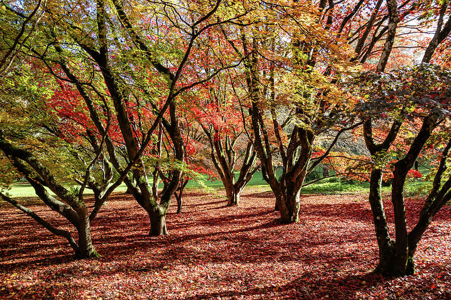 Autumn Trees with Vibrant Foliage Photograph - Autumn Reds #3 by Shirley Mitchell