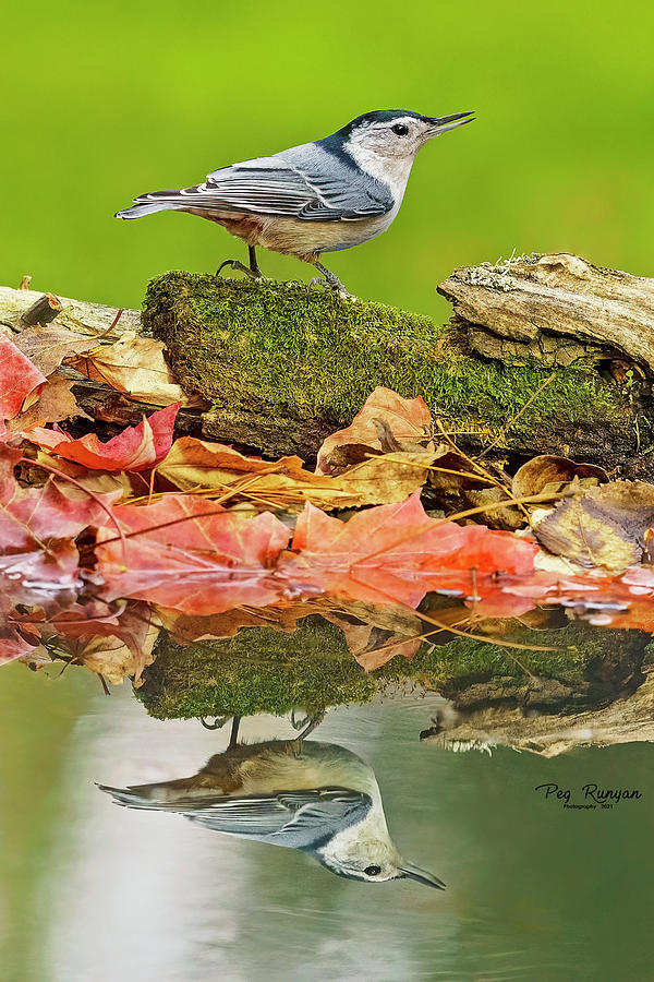 Autumn Reflection Photograph by Peg Runyan