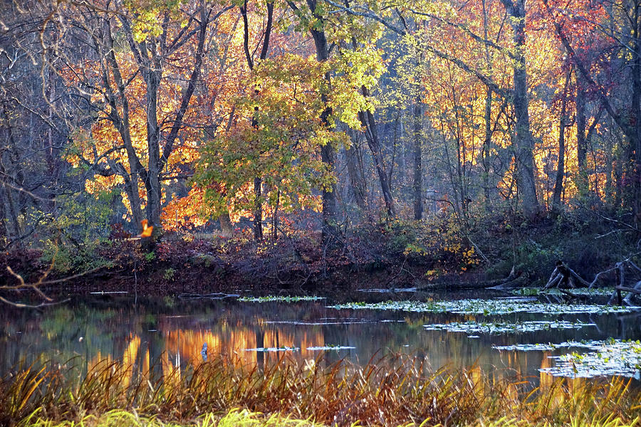 Autumn Reflections in the Pond Photograph by Mike Murdock