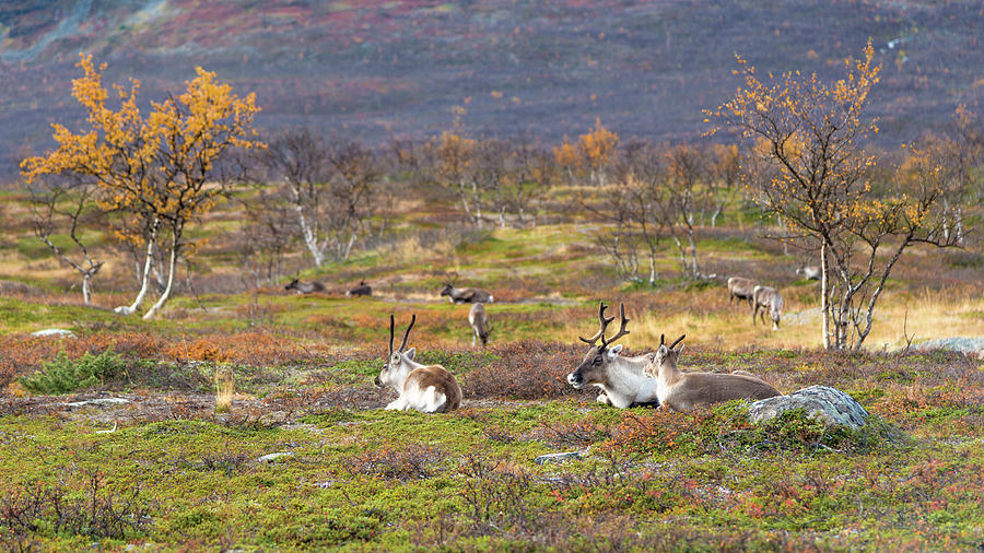 Autumn reindeer Photograph by Thomas Kast