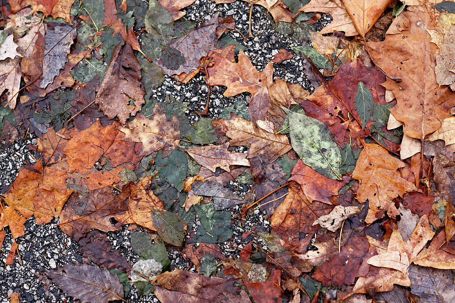 Autumn Remnants - December 2024 Photograph by Joseph A Langley Autumn Remnants - December 2024 Photograph by Joseph A Langley