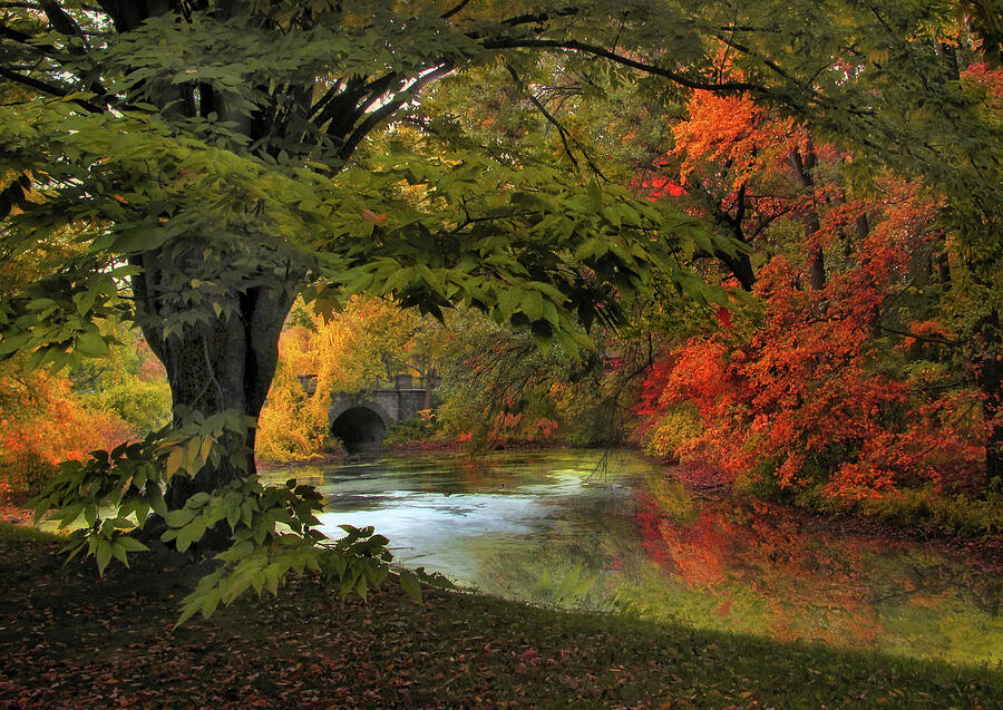 Autumn Reverie Photograph by Jessica Jenney
