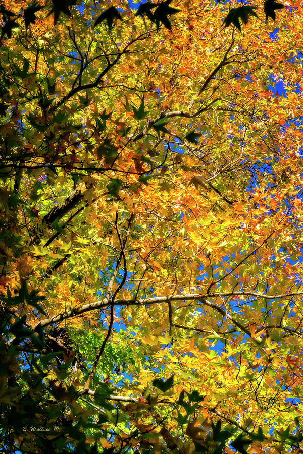 Autumn Richness Photograph by Brian Wallace - Fine Art America