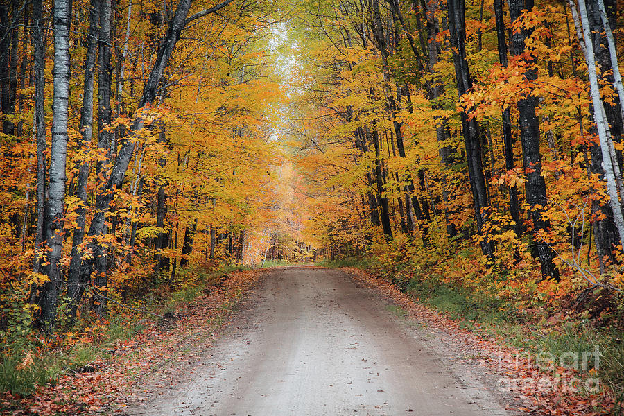 Autumn Road Photograph by CJ Benson