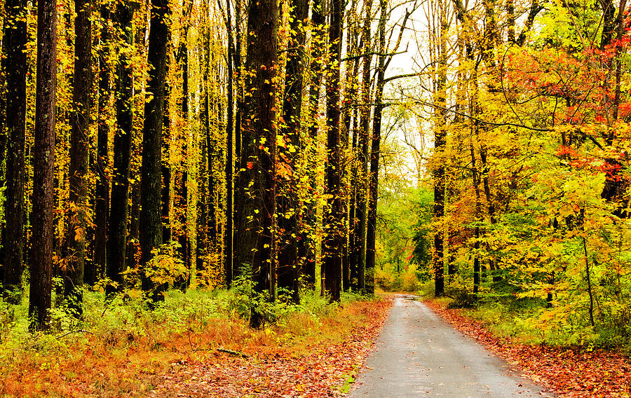 Autumn Road Photograph by Elsa Santoro