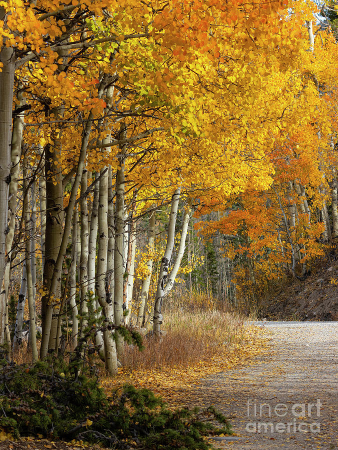 Autumn Road in the San Isabel National Forest Photograph by Steven Krull