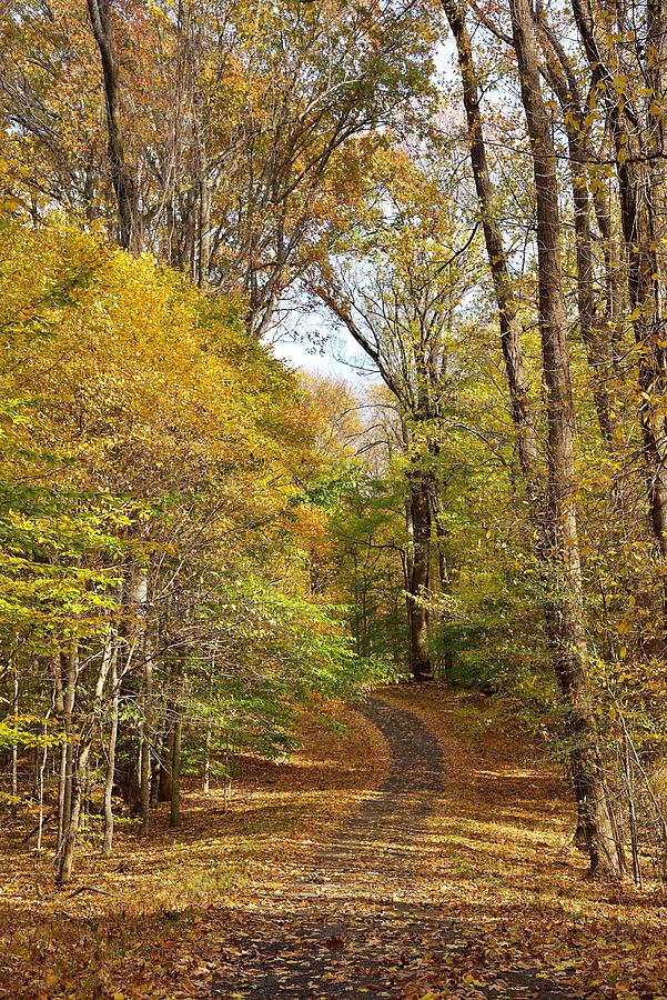 Shelby Forest #2 Photograph by Lacena Borders - Pixels