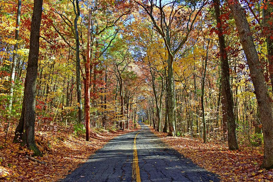 Autumn Road Photograph by Monika Salvan