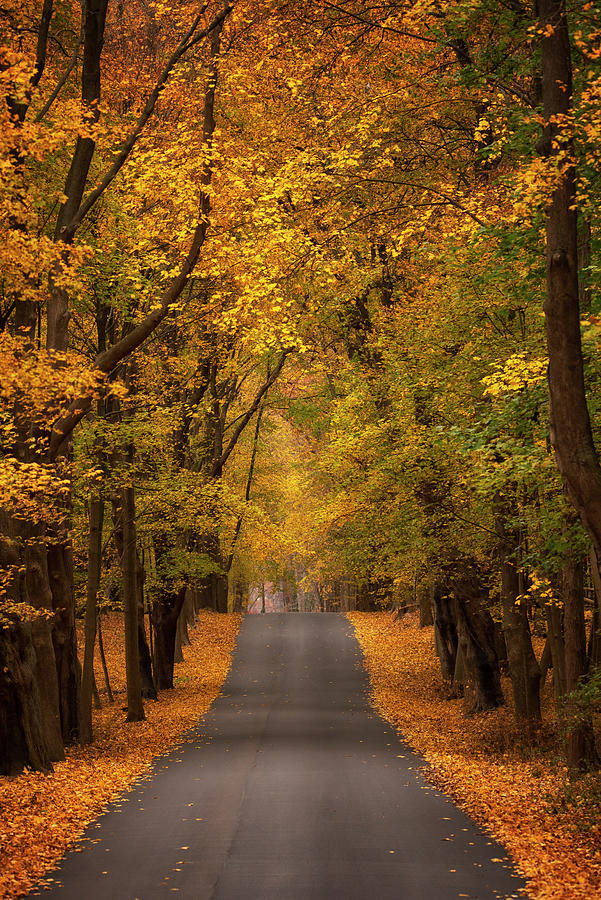 Autumn Road Photograph by Rosette Doyle