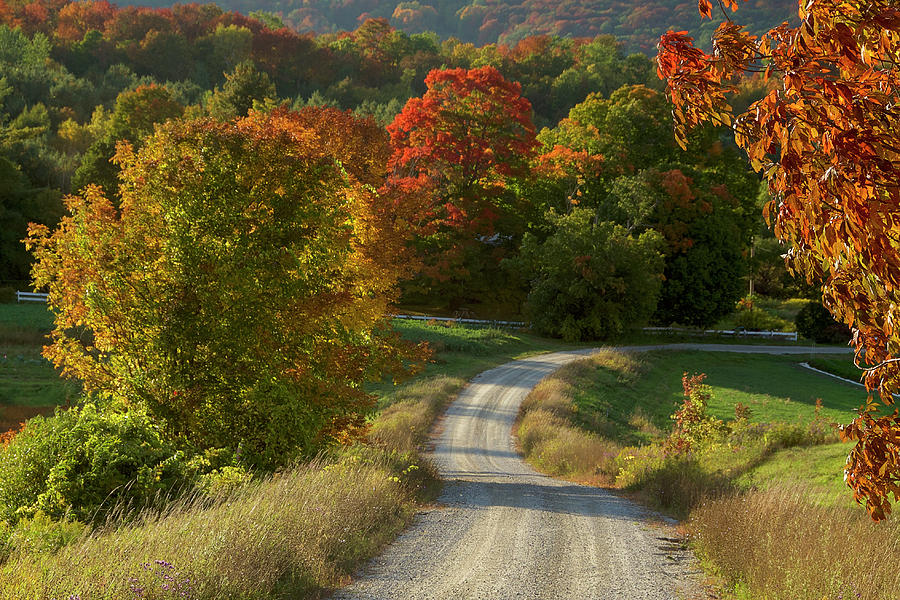 Autumn Road Photograph by Sandra Silva