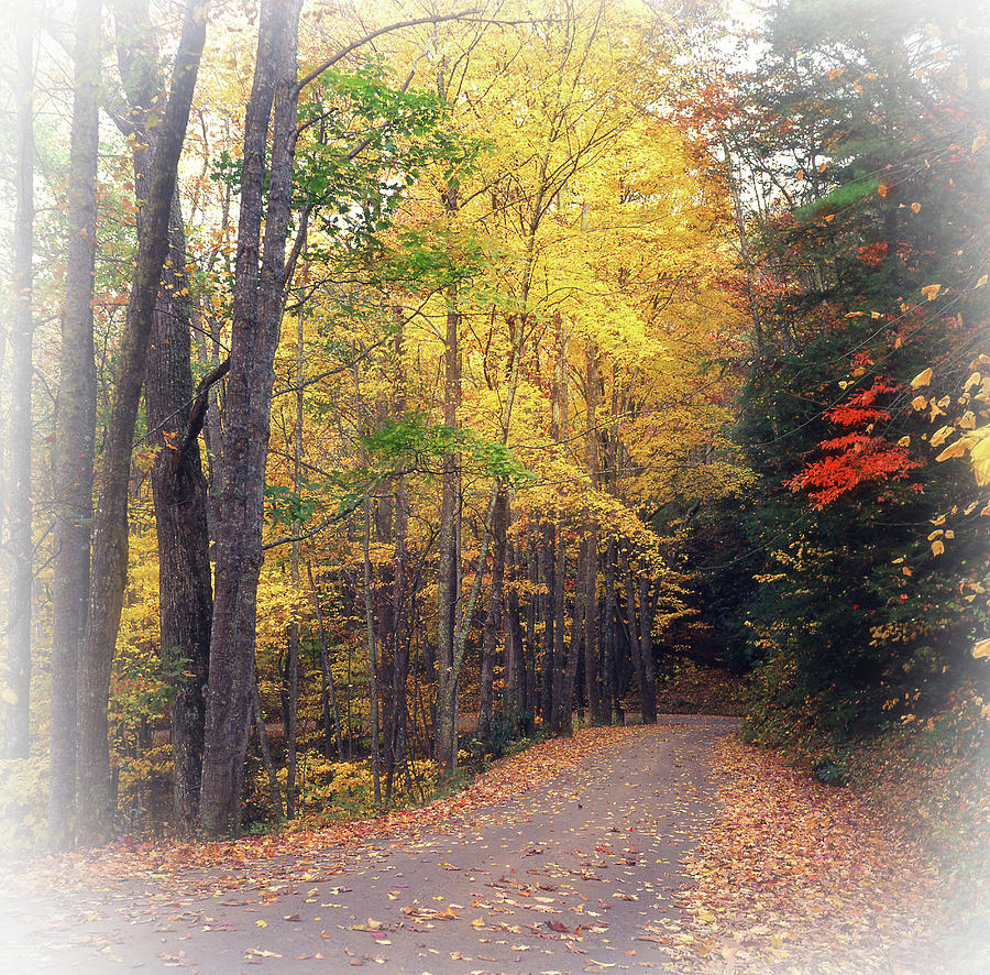 Autumn Road To Cataloochee Photograph