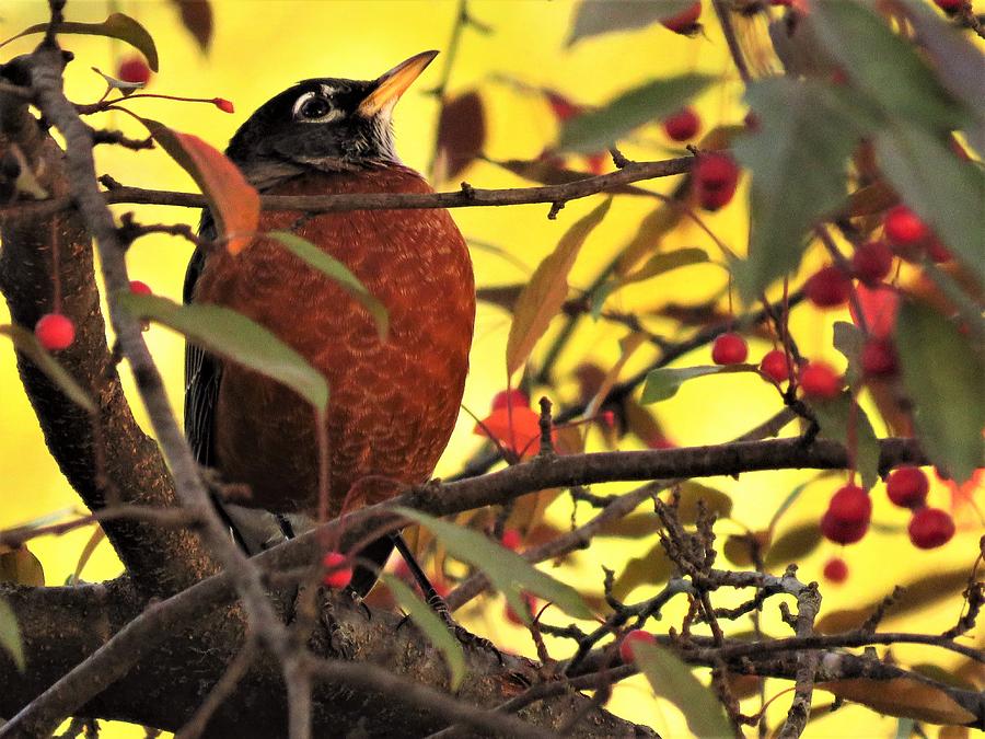 Autumn Robin Photograph By Lori Frisch Pixels