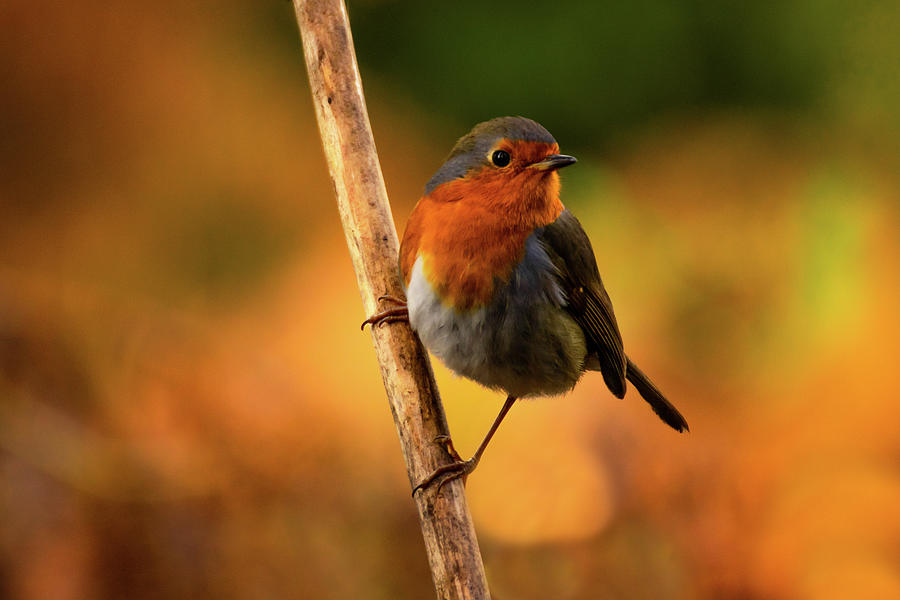 Autumn Robin Photograph By Simon Edlin Fine Art America