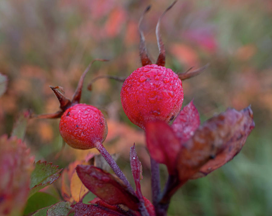 Fall Photograph - Autumn Rose Hips In The Rain by Phil And Karen Rispin