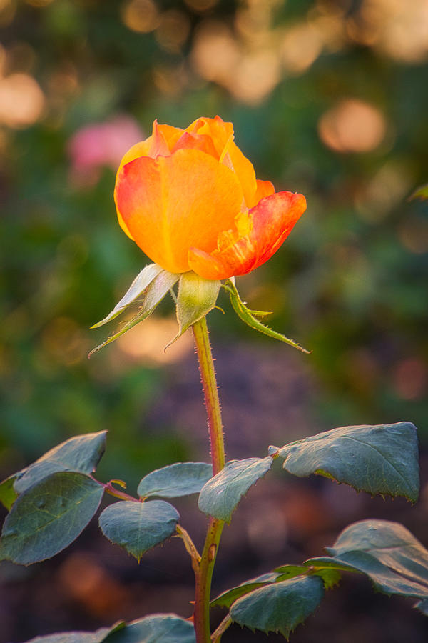 Autumn Rose Photograph by Steph Gabler