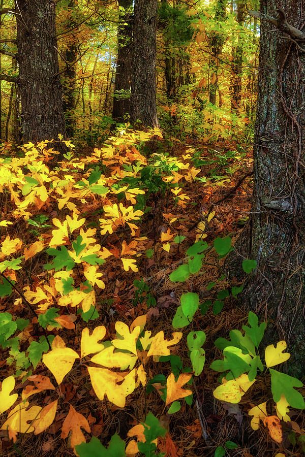 Autumn Sasafras in the Blue Ridge Photograph by Dan Carmichael