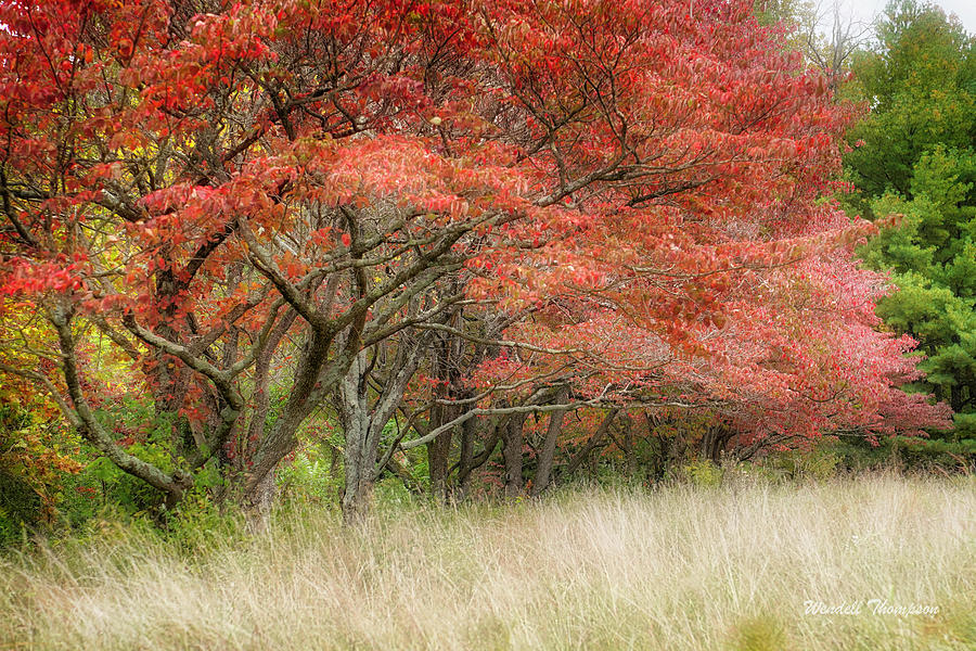 Autumn Sasafrass Tree Photograph by Wendell Thompson