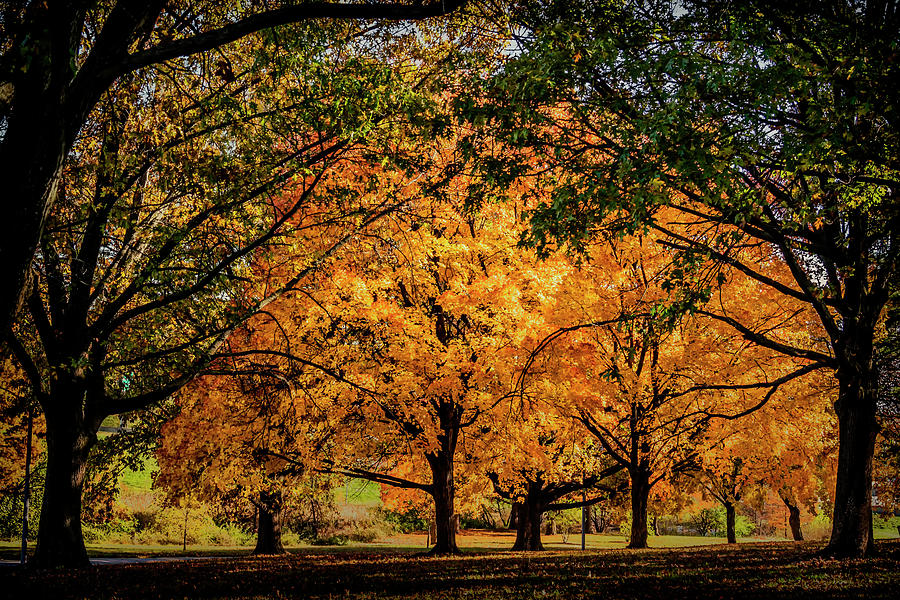 Autumn Saturation Forest Park St Louis GRK4504_11012020 Photograph by Greg Kluempers
