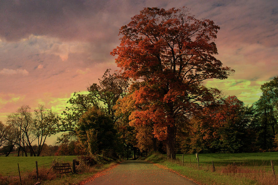 Autumn Scene Photograph by Eleanor Bortnick