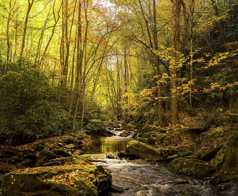 Autumn Scene in the Smokies Photograph by Theresa D Williams