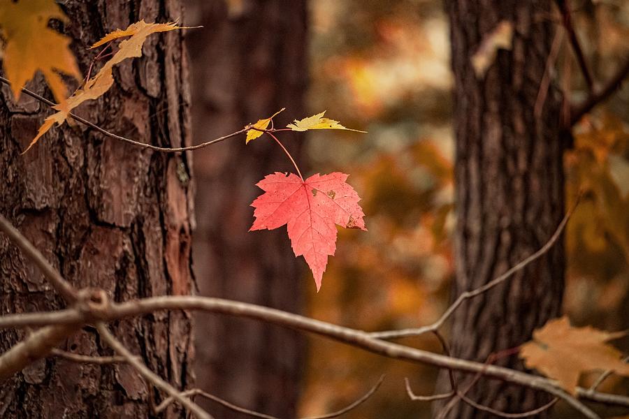Autumn Scene Photograph by Rick Nelson