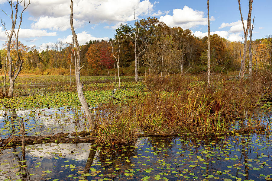 Autumn Scenic At Beaver Marsh Photograph by Dale Kincaid
