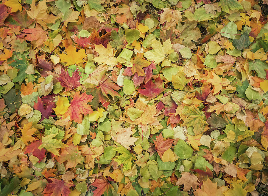 Autumn Season Foliage Photograph