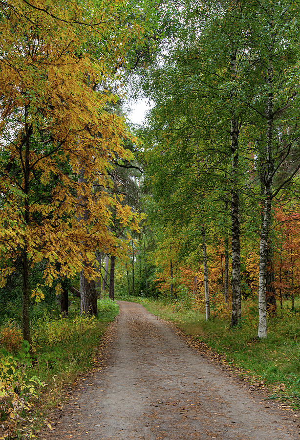 Autumn season forest landscape  Photograph by Michalakis Ppalis