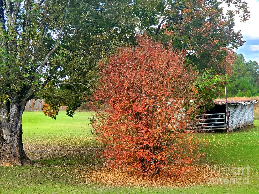 Autumn Season Photograph by Kathy White