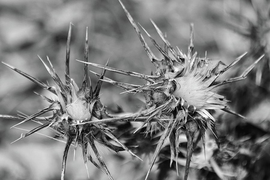 Autumn Seedheads Monochrome Photograph by Jeff Townsend