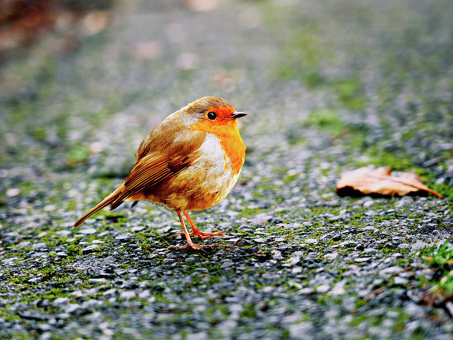 Autumn Sentinel, A Robins Moment of Stillness Photograph by John Wright Autumn Sentinel, A Robins Moment of Stillness Photograph by John Wright