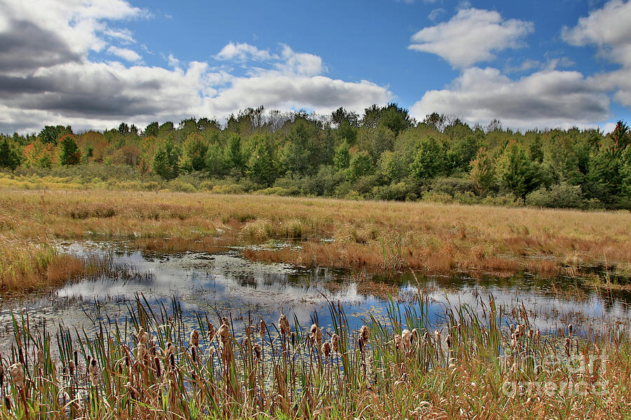 Autumn Serenity at the Marsh Photograph by Bernard Kaiser