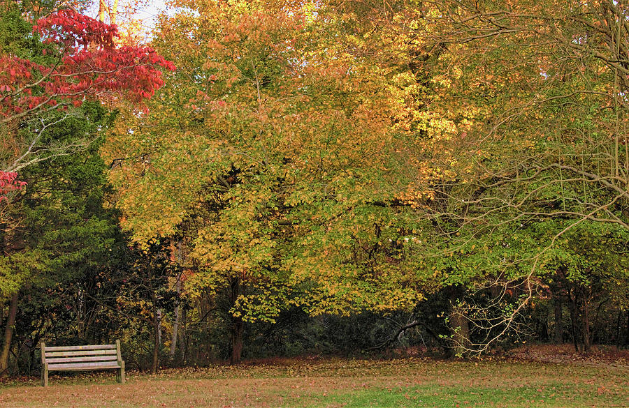 Autumn Serenity Awaits In The Park Photograph