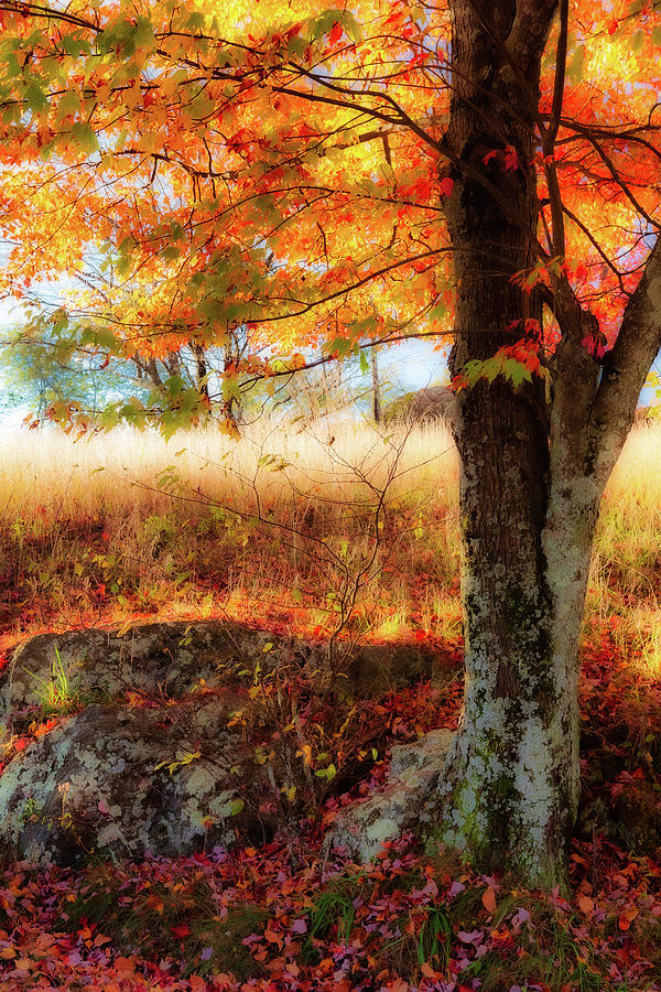 Autumn Shade Beneath the Tree fx Photograph by Dan Carmichael