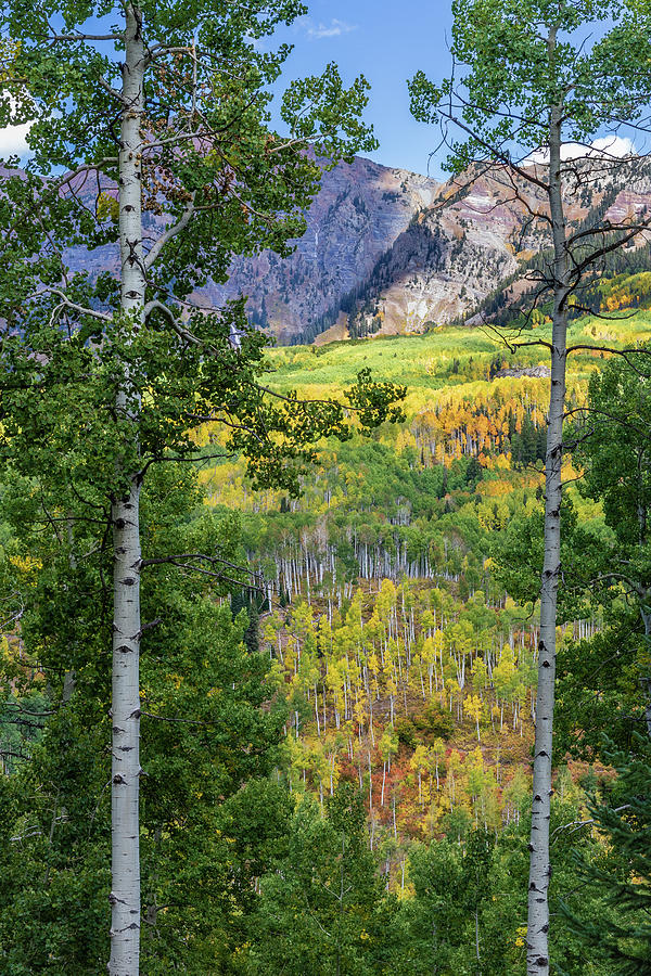 Autumn Shades on Kebler Pass Photograph by Jack Clutter