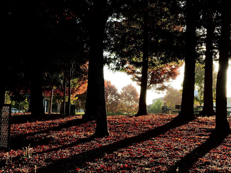 Autumn Silent Beauty Photograph by Richard Thomas