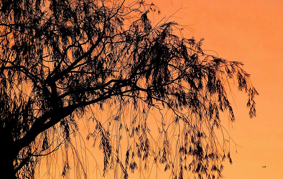 Sunset Photograph - Autumn Silhouetted Branches by Will Borden
