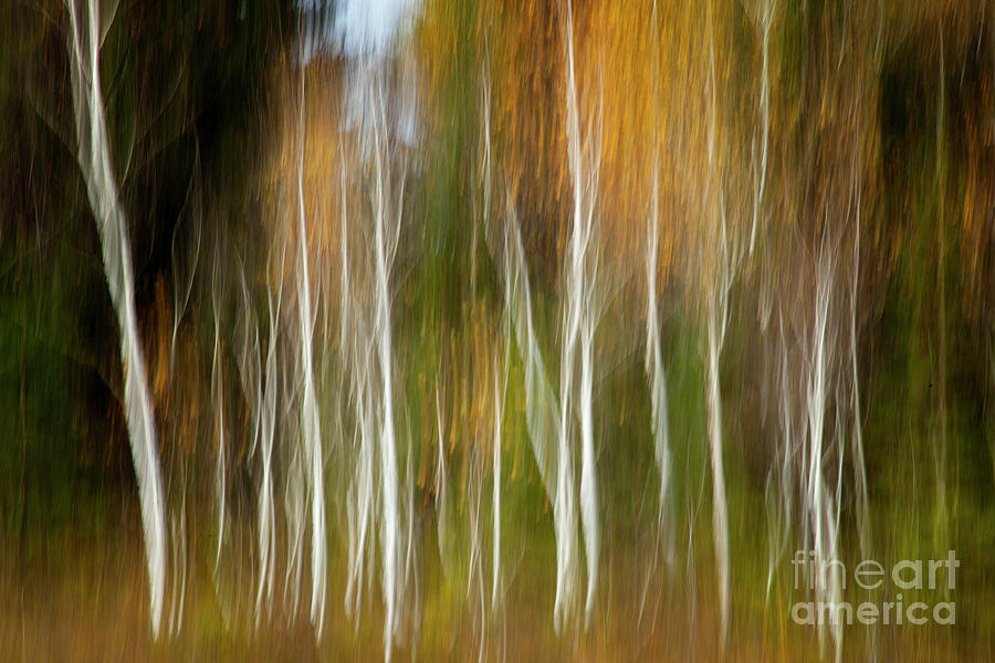 Autumn Silver Photograph by Edmund Nagele FRPS