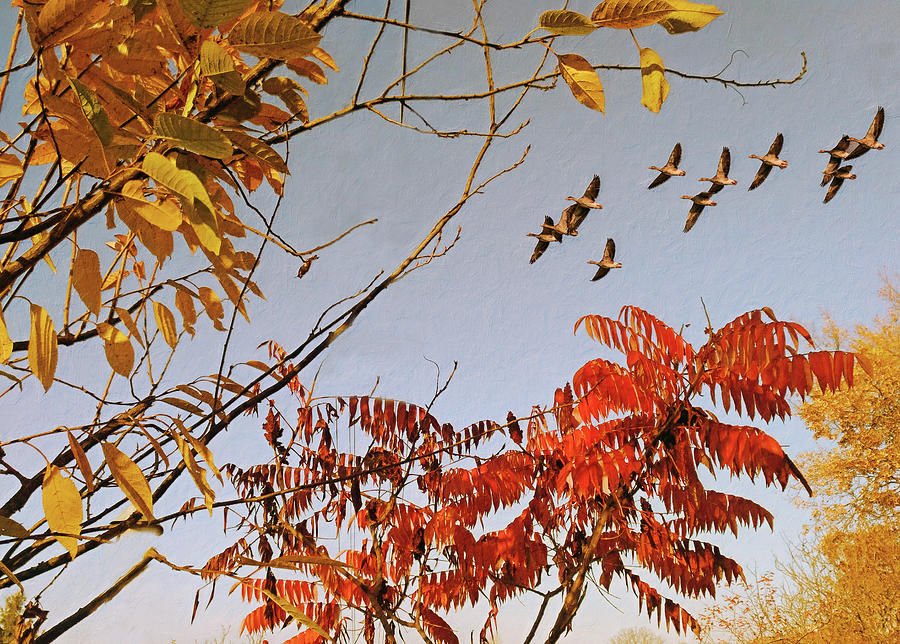 Autumn Sky Mixed Media by Alex Mir