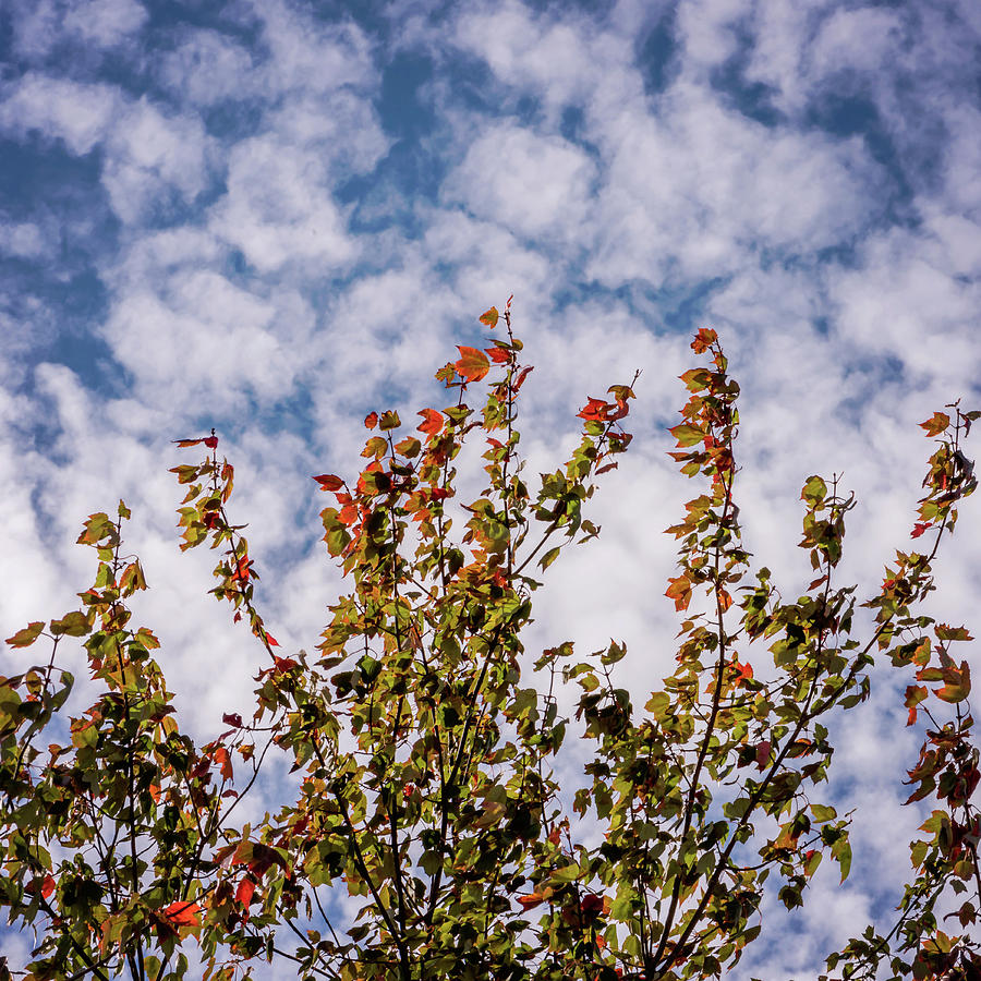 Autumn Sky Photograph by Terry DeLuco