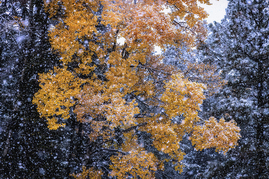 Autumn Snow Abstract Photograph by Rick Furmanek